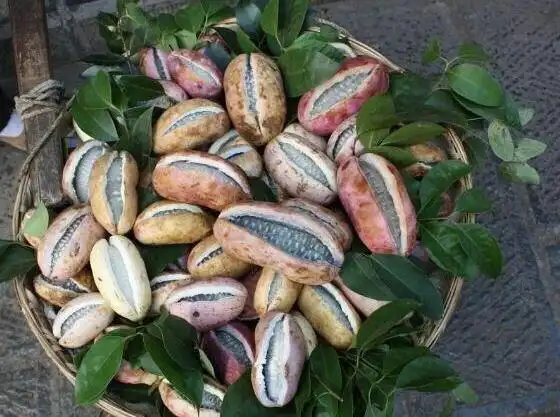 八月贵州毕节野生5斤新鲜当季时令水果九月其它