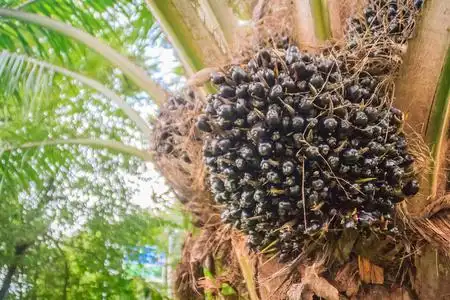 黑色的种子收获图片