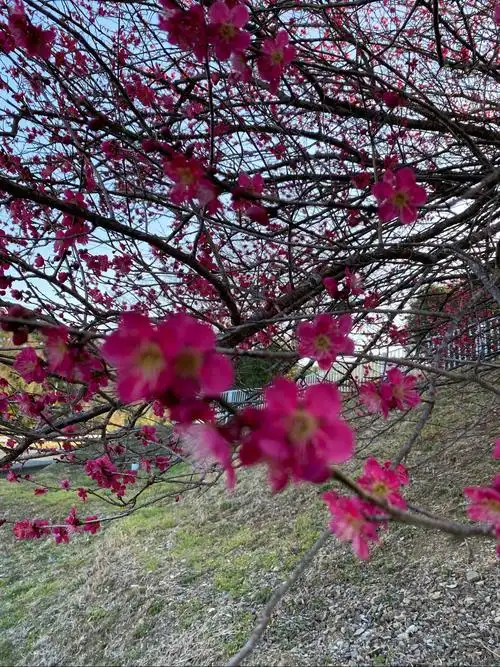 在这梅花香自苦寒来的季节里,河津樱也不甘示弱,竟相开放,风雨人生