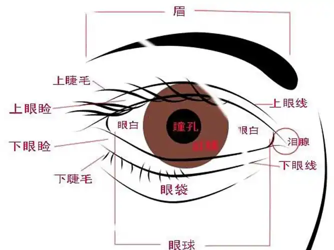 两眼外观大小不同,首先应该找出原因,并根据不同原因