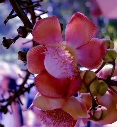 菩提花图片(菩提花图片和花语)_植物知识网