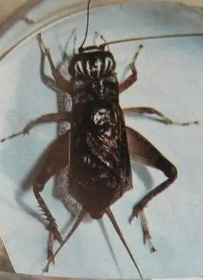 蟋蟀虫王 - 兖州寿星头