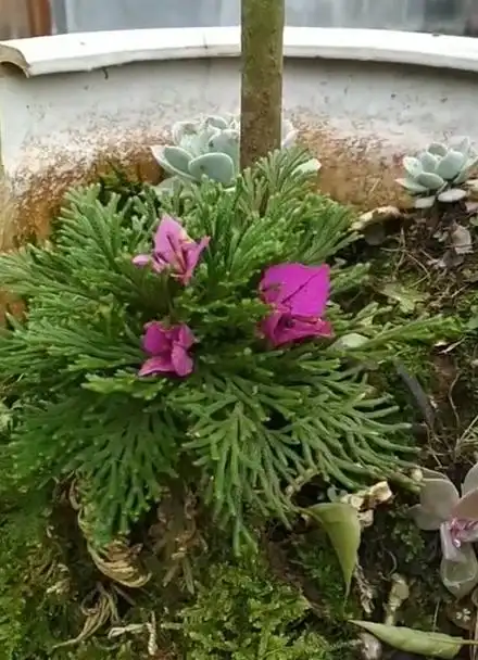 看看开花了你认识吗据说叫做九死还魂草