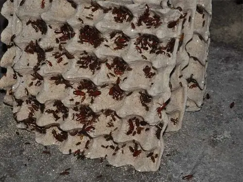 山东的美洲大蠊种虫生产基地中国美洲大蠊种虫图