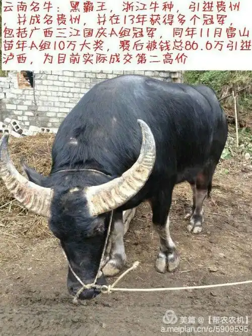 关于具有民族特色的中国民族斗牛(中国东方斗牛)中国民