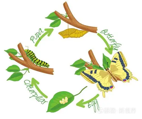 蝴蝶的蜕变