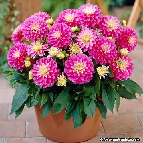 贝拉园艺 现货荷兰进口大丽花画廊系列盆栽 合集 满100包邮