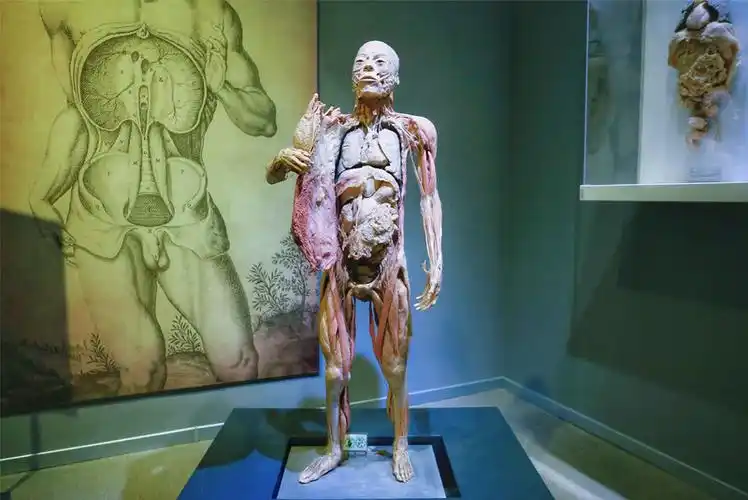 最全面,最系统的揭示脊椎动物进化历程的自然类综合性博物馆