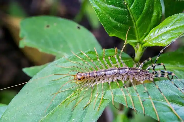蚰蜒怎么读家里蚰蜒怎么来的