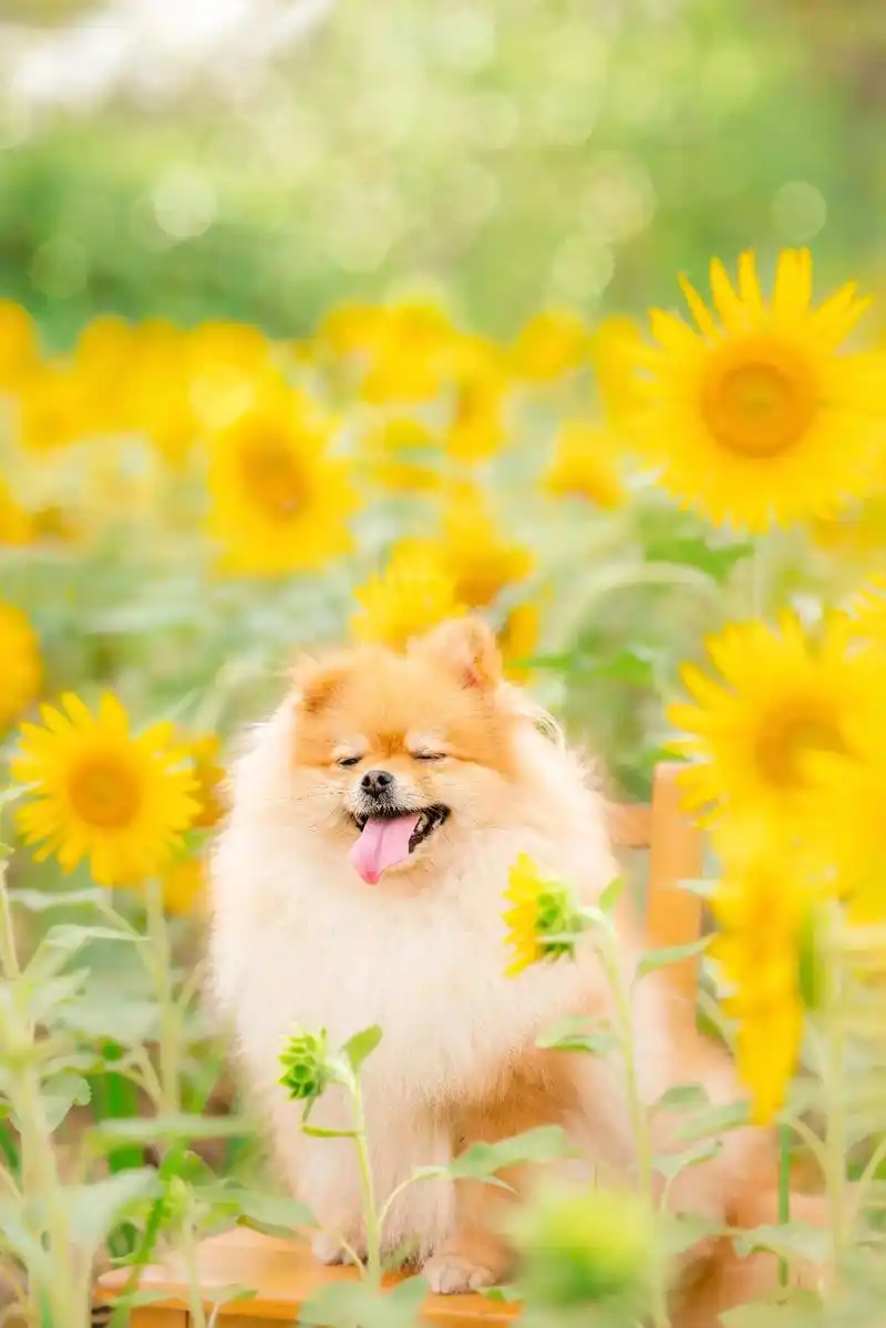 敲可爱卡哇伊治愈系的微笑狗狗向日葵.#同城精选 91和大家分 - 抖音