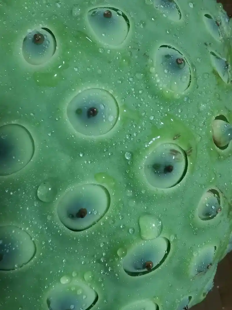 新鲜莲蓬摄影,密集恐惧症回避.#抖音美食推荐官#密集恐惧症的 - 抖音