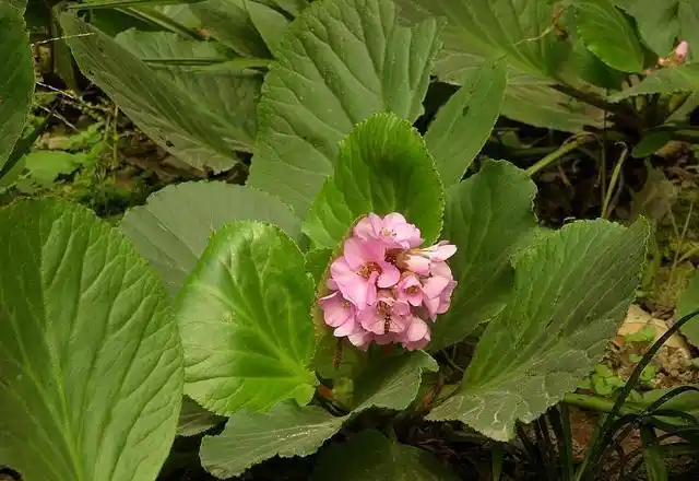 不过农村有一种植物,人们叫它岩白菜,它的根部价值一点不比人参差