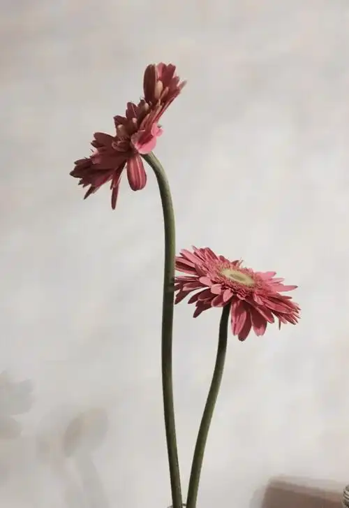 雅致- 堆糖,美图壁纸兴趣社区