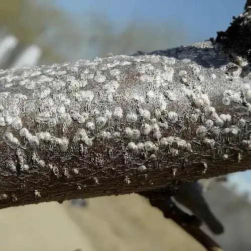园林植保丨樱花常见病虫害防治方案_危害_处理_叶片