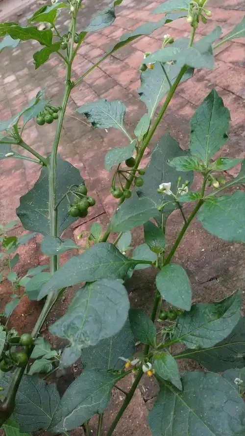 童年时期爱吃的龙葵果,您还记得吗?还记得龙葵的样子吗