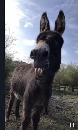 曾翔因丑书被中书协驱逐,又上电视?维越:论驴叫,从没服过谁