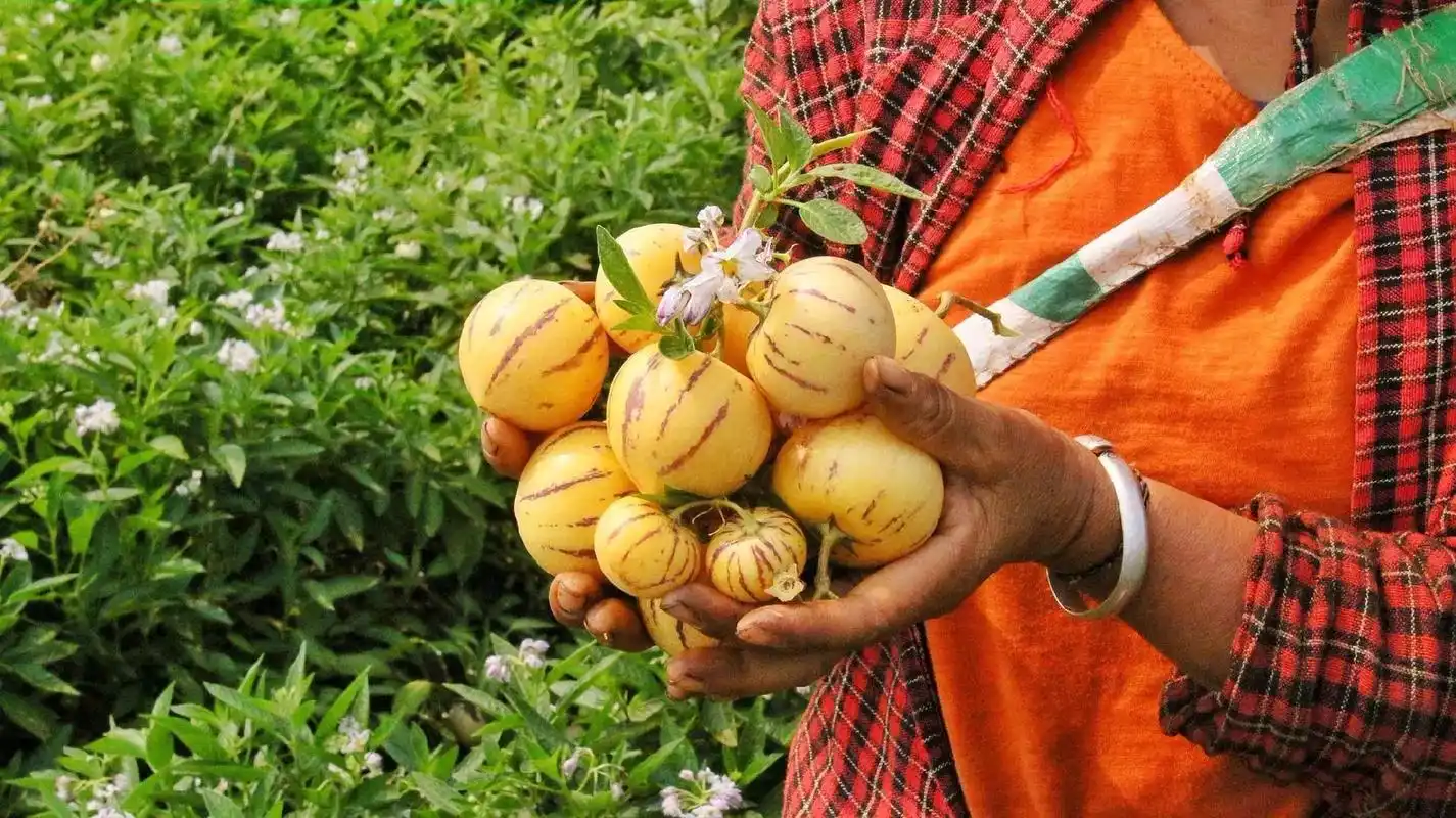 狂野树上熟人生果爆汁儿