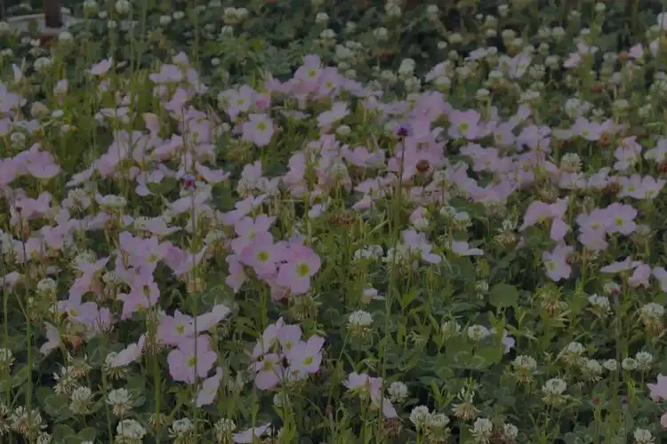 头像 壁纸 桌面壁纸 聊天背景 锁屏壁纸 ins 油画 iphone 【禁商用】