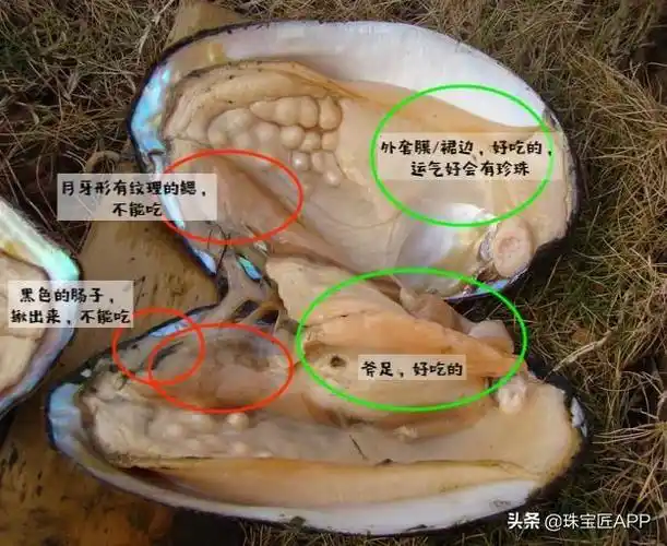 吃河蚌真的会一口咬到珍珠吗?不可能的!