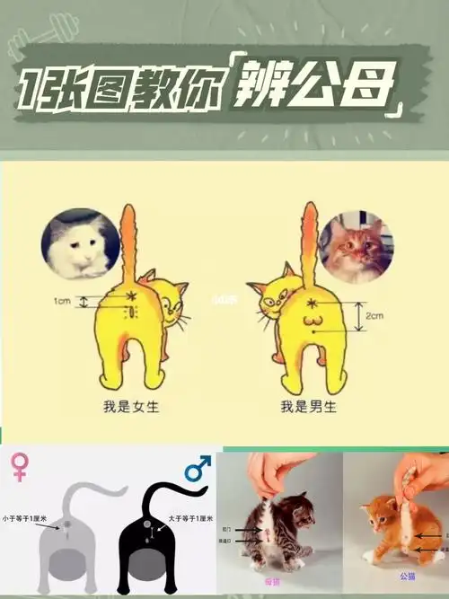 【一张图教你辨猫咪公母】快去辨别小猫的性别_猫咪_世界之窗攻略_养