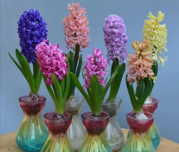 现在正是风信子栽培的好季节,大家可以现在多栽培一些不同颜色的品种