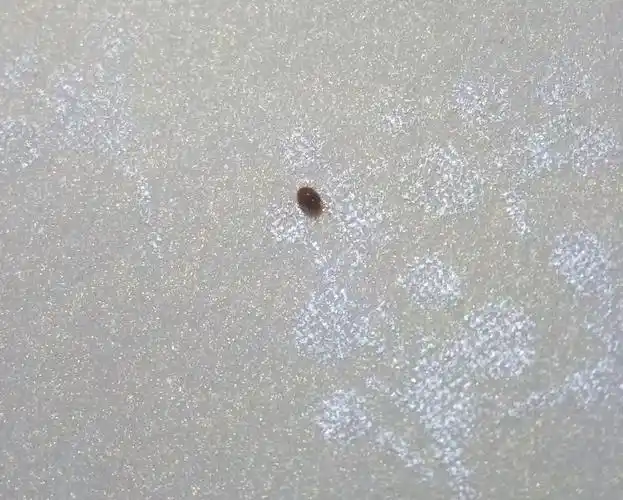 卧室里出现芝麻大小圆形褐色小爬虫,硬壳无须角爬的挺慢的,谁知道这虫