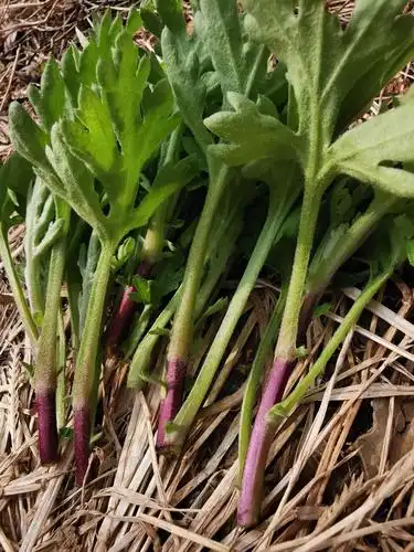 春天多吃菊花芽