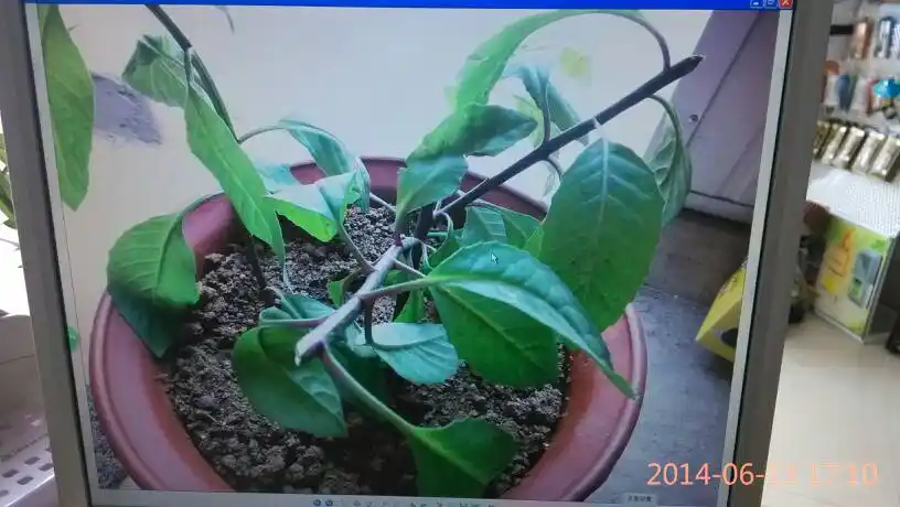 想问问这个树叫什么,能不能降血糖?