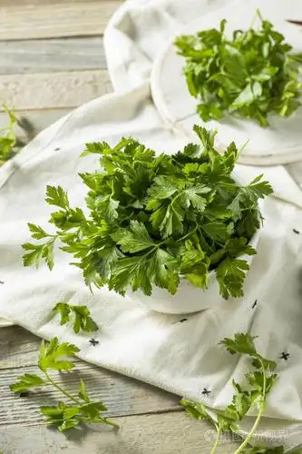 生绿色有机意大利扁叶欧芹