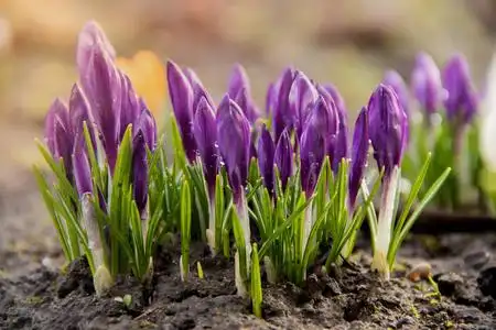早期紫色早期,紫色番红花的幼花生长在花坛上照片