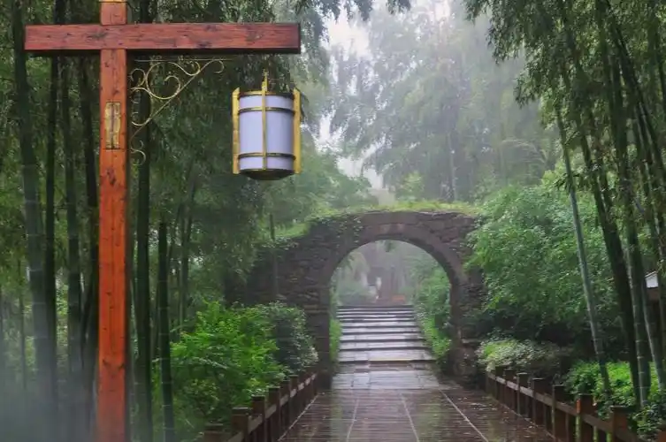 24.雨中观竹林.