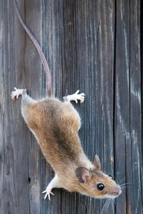 老鼠,木板