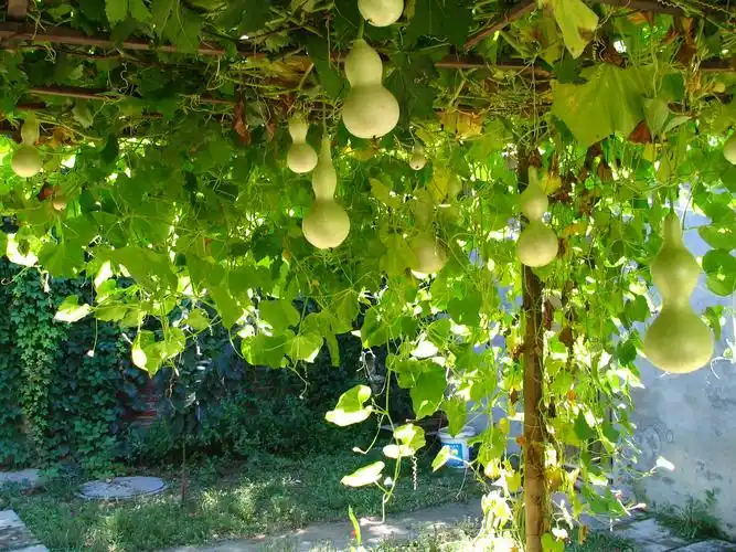 夹心,美丽梦想 来看葫芦图