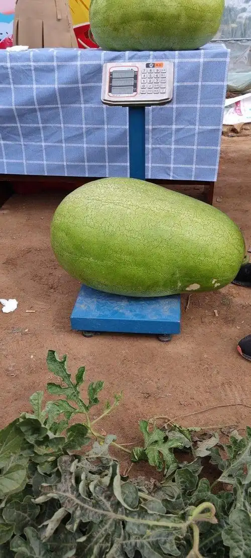 巨型西瓜上市!临河这个地方1小时定出100多个