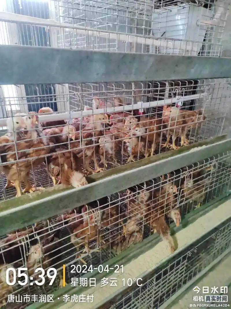 记录养殖生活 #脱温鸡苗 三十天红公鸡一斤以上15,白公 - 抖音