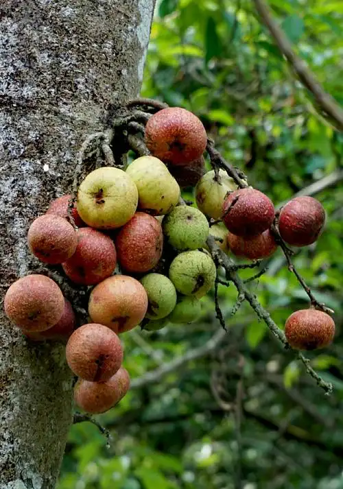 景区榕树挂满果实,当地人称无花果