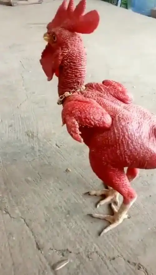 公鸡中的战斗鸡,一毛不拔!