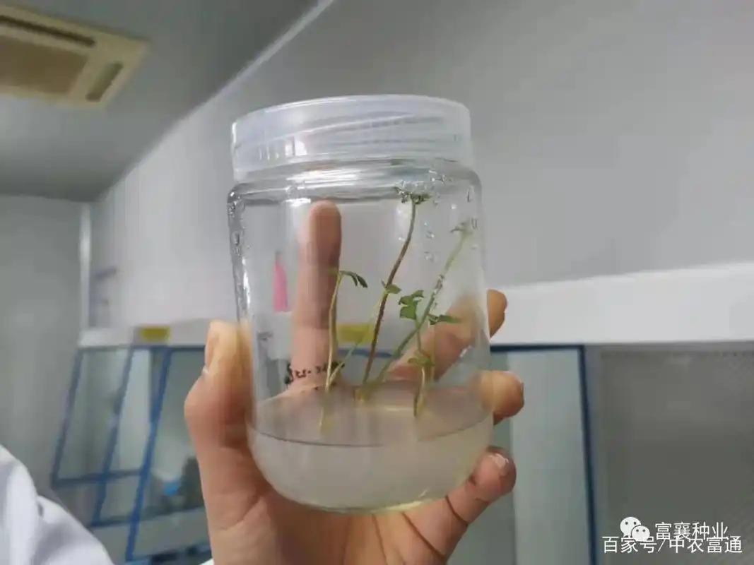 脱毒组培苗|草莓苗茎尖剥离技术