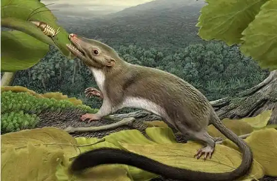 最早的哺乳动物是谁,世界上最早哺乳动物