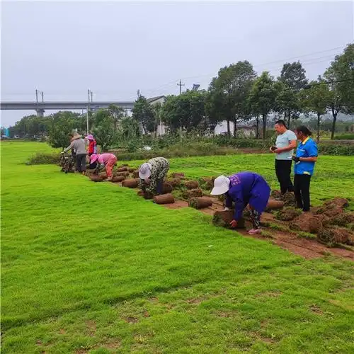 马尼拉草坪,百慕大草坪,宜昌草坪基地-枝江市亚民苗木种植专业合作社