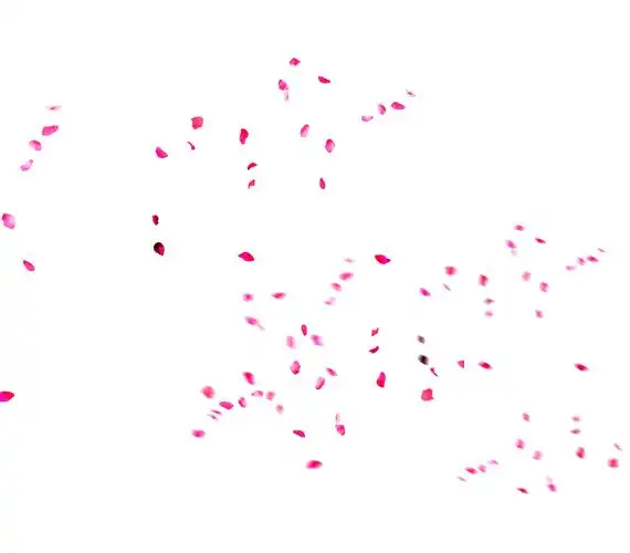 粉色玫瑰花花瓣高清png素材