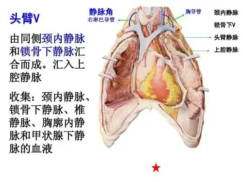 系统解剖学精品课件 静脉