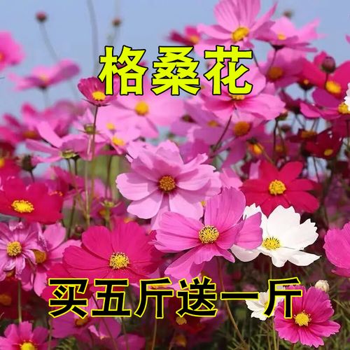 季种易活波斯菊格桑花鲜花盆栽阳台室外多年生四季 格桑花种子1000粒