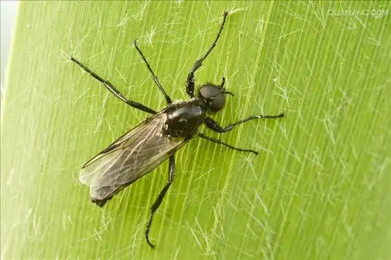 p>蚊科(学名culicidae)是 a href="#" data-lemmaid="1622302">昆虫