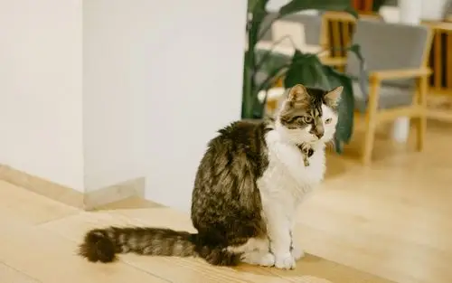 小清新家居静物高清桌面壁纸