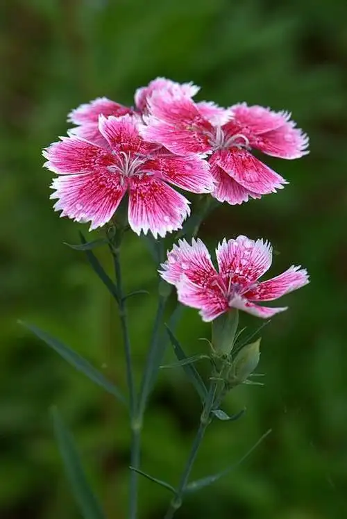 石竹的批发商庆源