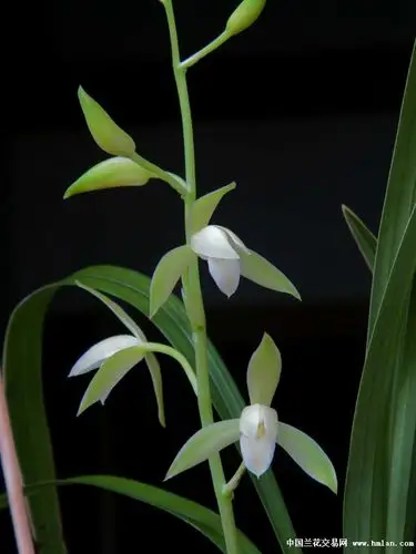 银边大贡-建兰篇-中国兰花交易网社区