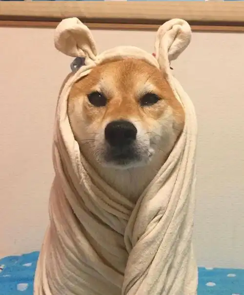 2020年3月9日 11:56   关注  搞怪头像 搞笑头像 评论 收藏