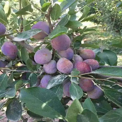 含香樱桃苗繁育技术