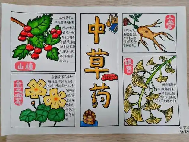 查找,搜集资料等方式汲取了丰富的中草药知识,绘制了中草药主题手抄报